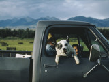 A Rancher's Dog Snarls at the Photographer