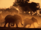 A Group of African Elephants  Loxodonta Africana  Stir Up Dust Clouds
