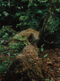 A Male Jaguar Prowling His Territory