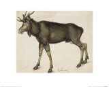 Elk