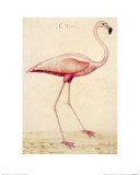 Greater Flamingo
