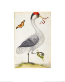 White Bird  with Red and Black Crest  a Snake in its Mouth