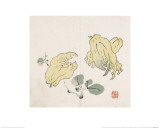 Three Buddha's Hand Fruits