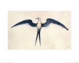Frigate Bird