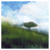 Bright Field IV