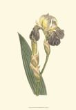 Iris Varieties IV