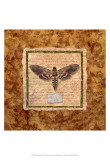 Manduca Moth