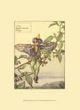 The Nightshade Fairy