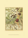 The Alder Fairy
