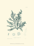 Nature Print in Aqua I