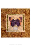 Diva Moth