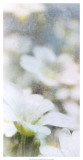 Looking Glass I