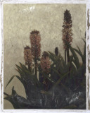 Pineapple Plant I