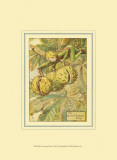 The Horse Chestnut Fairy