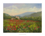 Umbrian Poppy Field