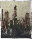 Pineapple Plant II