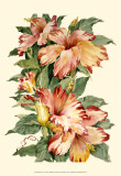 Hibiscus II