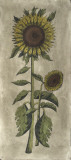 Sunflower Fresco I