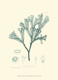Nature Print in Aqua IV