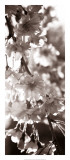 Blossom Triptych II