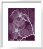 Silver Dogwood