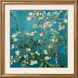 Almond Branches in Bloom  San Remy  c1890