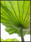 Lotus Leaf Texture