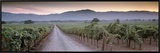Road in a Vineyard  Napa Valley  California  USA
