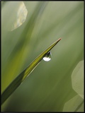 Blade of Grass with Dewdrop