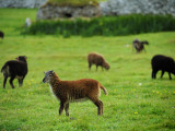 Soay Sheep Grazing in the Abandonded Village of Hirta