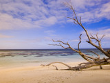 Driftwood on a Desroches Island Beach