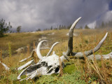 Bleached Antlers and Skull in a Mossy Meadow Mark the Demise of a Bull Elk