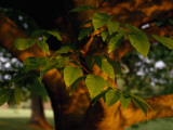 Close Up of a Branch of an American Beech Tree