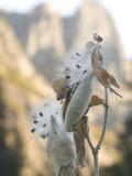 Close Up of Milkweed Seeds and Pods Growing in Yosemite Valley