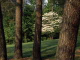 Blooming Dogwood Tree Among Pine Trees