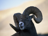 Spiral Horns of a Bighorn Sheep in Banff National Park  Canada