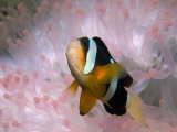 Clark's or Yellow-Tailed Anemonefish  Amphiprion Clarkii