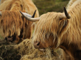 Highland Cattle Feeding in a Pasture