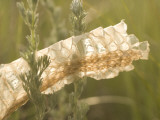 Close Up of Snake Skin Found in Little Missouri National Grasslands