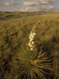 A Yucca Plant Grows on the Little Missouri National Grasslands