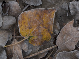 Frosty Leaves Lie on the Ground in Early Morning at Yosemite Valley