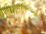 A Common Sword Fern  Polystichum Munitum