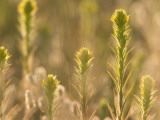 Close Up of Prairie Plants Shot in Late Afternoon in the Grasslands