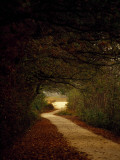 Dirt Road Through a Forest Leading Out into a Field
