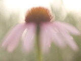 Artistic Close Up of a Purple Coneflower Plant Shot in the Grasslands