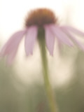 Artistic Close Up of a Purple Coneflower Plant Shot in the Grasslands