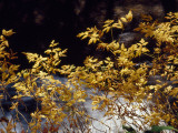 Looking Glass Creek Rushing Past a Bush in Autumn Colors