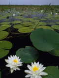 Water Lilies Bloom on Tiger Cove in Lake Kissimmee State Park in Central Florida