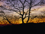 Sunset Through Silhouetted Trees