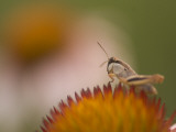 Magnification of a Grasshopper Sitting on a Purple Coneflower Plant